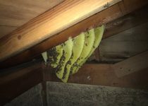 天井裏のハチの巣駆除作業