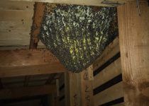 ミツバチの大きな巣が天井裏にあります。